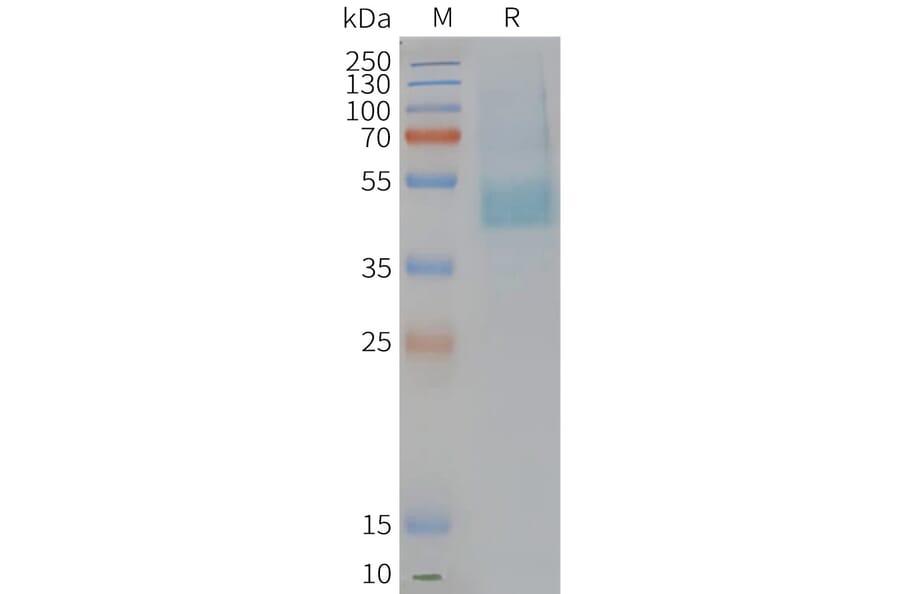 SDS-PAGE - Synthetic Nanodisc Human CMKLR1 Protein (A317304) - Antibodies.com