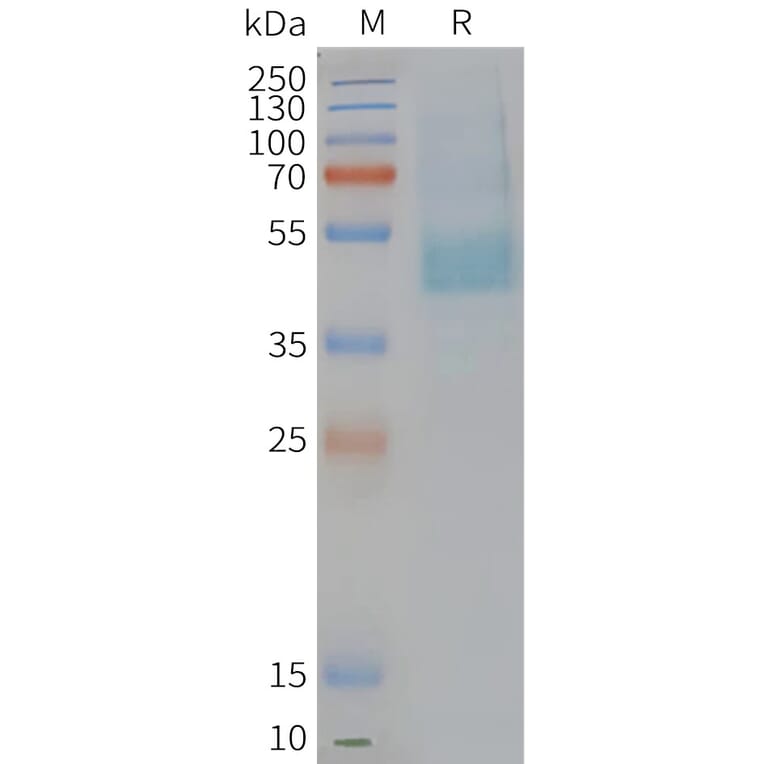 SDS-PAGE - Synthetic Nanodisc Human CMKLR1 Protein (A317304) - Antibodies.com
