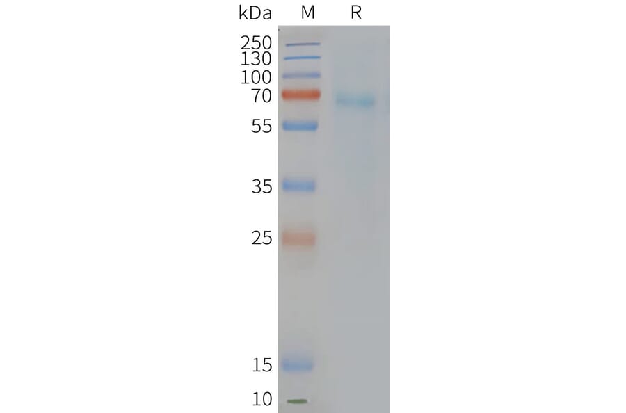 SDS-PAGE - Synthetic Nanodisc Human CRTH2 Protein (A317305) - Antibodies.com