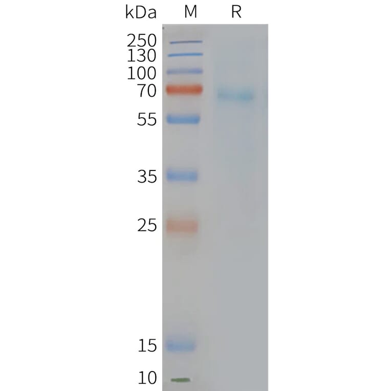 SDS-PAGE - Synthetic Nanodisc Human CRTH2 Protein (A317305) - Antibodies.com