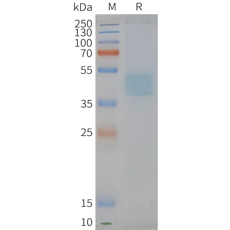 SDS-PAGE - Synthetic Nanodisc Human CXCR6 Protein (A317306) - Antibodies.com