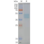 SDS-PAGE - Synthetic Nanodisc Human CXCR6 Protein (A317306) - Antibodies.com