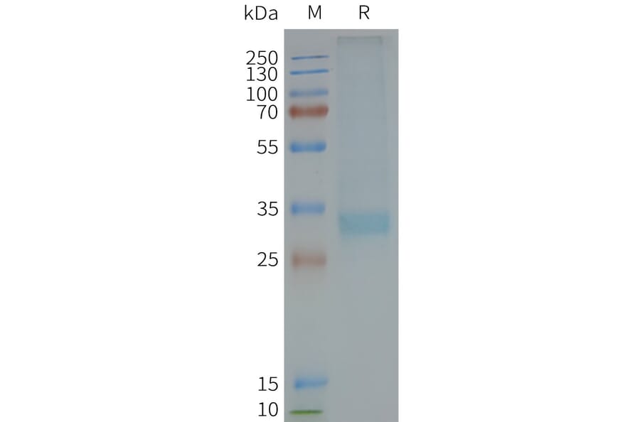SDS-PAGE - Synthetic Nanodisc Human MC4-R Protein (A317308) - Antibodies.com