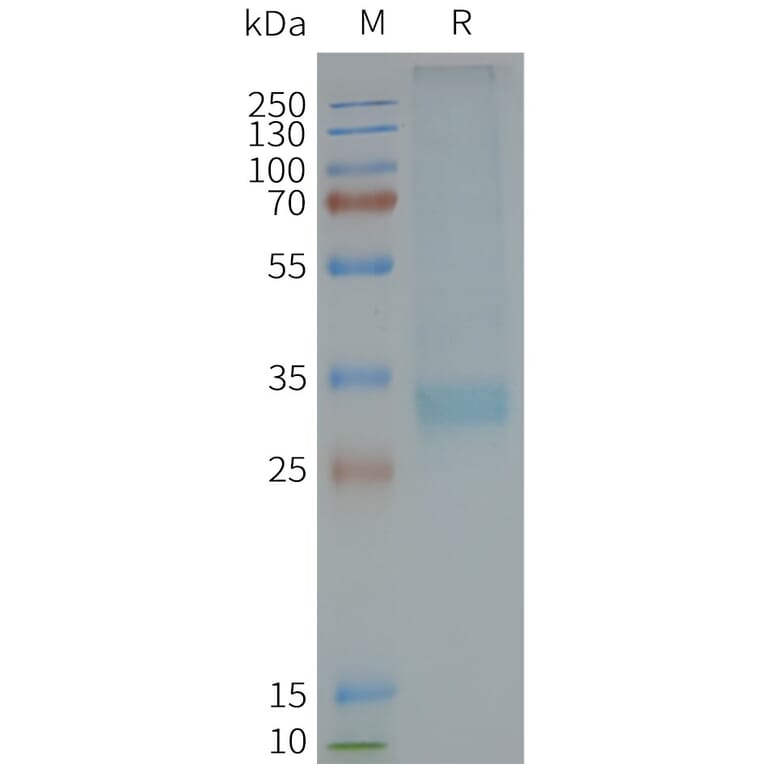 SDS-PAGE - Synthetic Nanodisc Human MC4-R Protein (A317308) - Antibodies.com