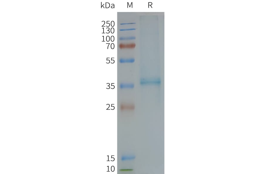 SDS-PAGE - Synthetic Nanodisc Human CCXCR1/XCR1 Protein (A317309) - Antibodies.com