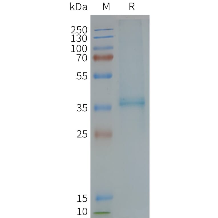 SDS-PAGE - Synthetic Nanodisc Human CCXCR1/XCR1 Protein (A317309) - Antibodies.com