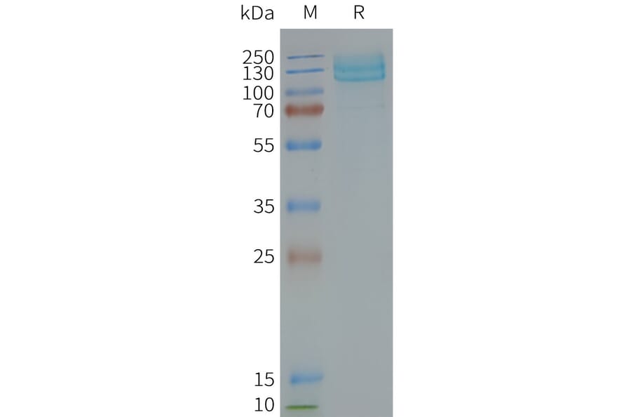 SDS-PAGE - Synthetic Nanodisc Human Metabotropic Glutamate Receptor 7/MGLUR7 Protein (A317310) - Antibodies.com