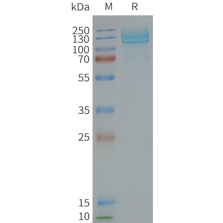 SDS-PAGE - Synthetic Nanodisc Human Metabotropic Glutamate Receptor 7/MGLUR7 Protein (A317310) - Antibodies.com