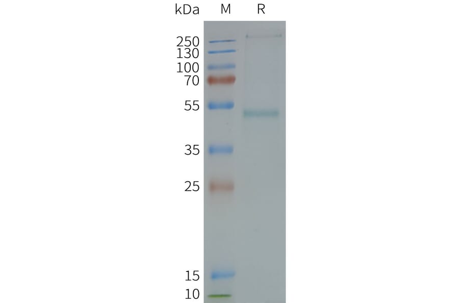 SDS-PAGE - Synthetic Nanodisc Human GRPR Protein (A317311) - Antibodies.com