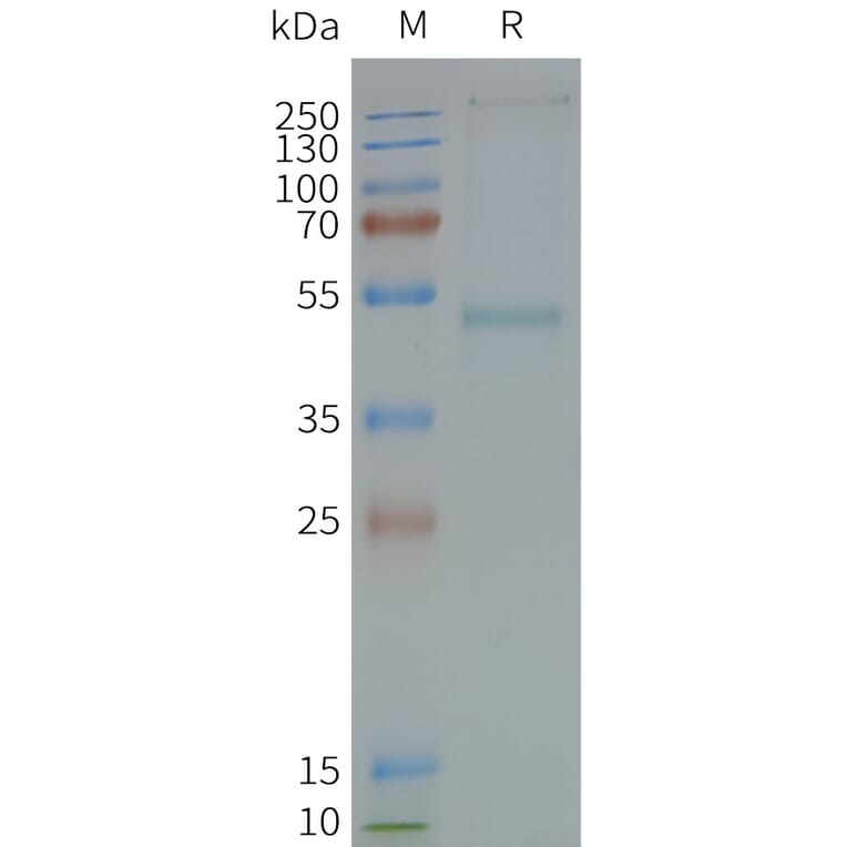 SDS-PAGE - Synthetic Nanodisc Human GRPR Protein (A317311) - Antibodies.com