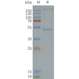 SDS-PAGE - Synthetic Nanodisc Human GRPR Protein (A317311) - Antibodies.com