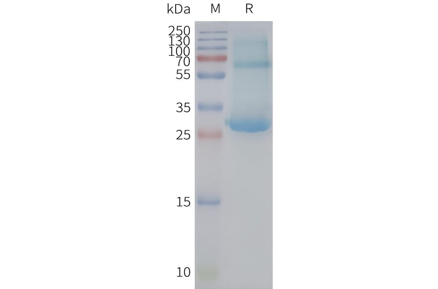 SDS-PAGE - Synthetic Nanodisc Human CD97 Protein (A317312) - Antibodies.com