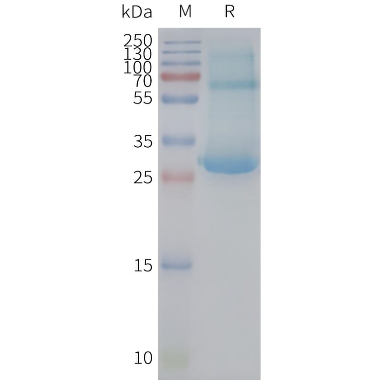 SDS-PAGE - Synthetic Nanodisc Human CD97 Protein (A317312) - Antibodies.com