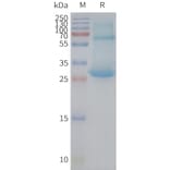SDS-PAGE - Synthetic Nanodisc Human CD97 Protein (A317312) - Antibodies.com