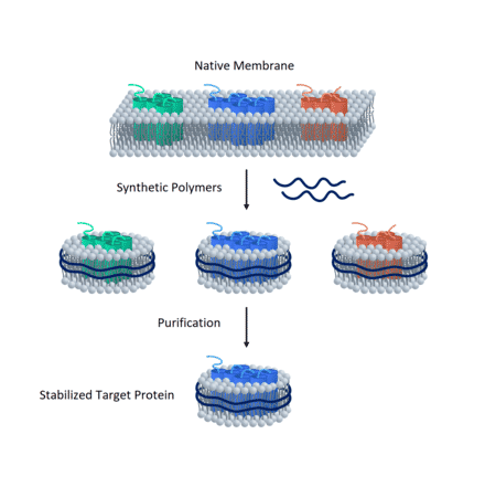 Synthetic Nanodisc Human GPCR G2A Protein (A317313) - Antibodies.com