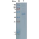 SDS-PAGE - Synthetic Nanodisc Human CX3CR1 Protein (A317314) - Antibodies.com