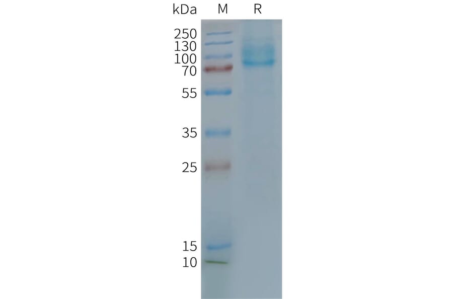 SDS-PAGE - Synthetic Nanodisc Human GLP2R Protein (A317316) - Antibodies.com