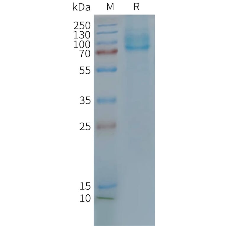 SDS-PAGE - Synthetic Nanodisc Human GLP2R Protein (A317316) - Antibodies.com