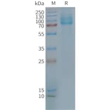 SDS-PAGE - Synthetic Nanodisc Human GLP2R Protein (A317316) - Antibodies.com