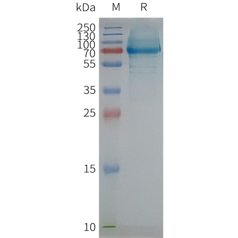 SDS-PAGE - Synthetic Nanodisc Human Scavenging Receptor SR-BI Protein (A317317) - Antibodies.com
