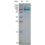SDS-PAGE - Synthetic Nanodisc Human Scavenging Receptor SR-BI Protein (A317317) - Antibodies.com