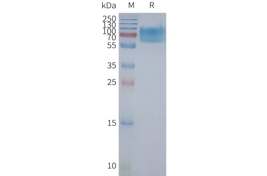 SDS-PAGE - Synthetic Nanodisc Human Muscarinic Acetylcholine Receptor 2/CM2 Protein (A317318) - Antibodies.com