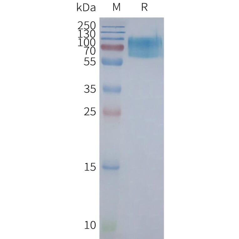 SDS-PAGE - Synthetic Nanodisc Human Muscarinic Acetylcholine Receptor 2/CM2 Protein (A317318) - Antibodies.com