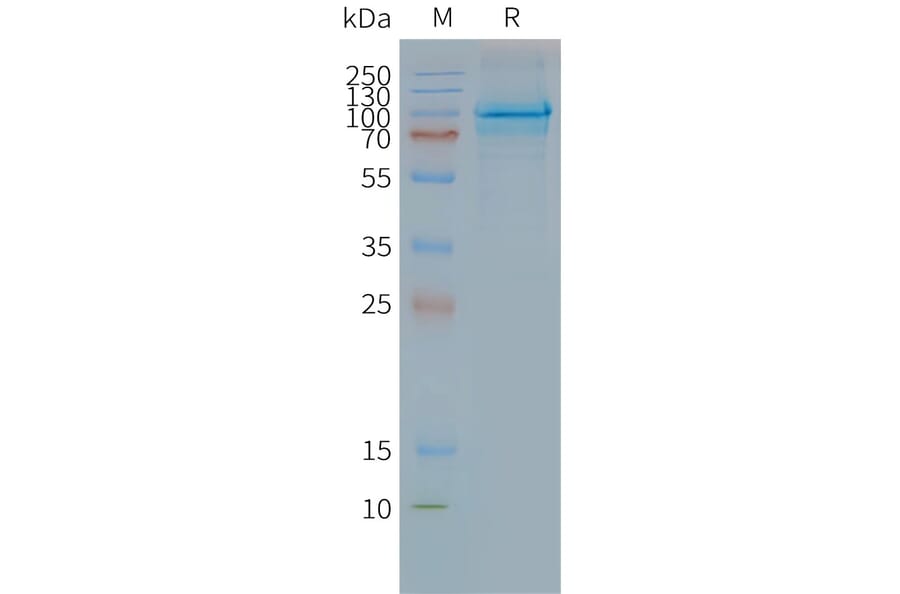 SDS-PAGE - Synthetic Nanodisc Human CLPTM1 Protein (A317319) - Antibodies.com