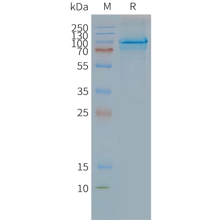 SDS-PAGE - Synthetic Nanodisc Human CLPTM1 Protein (A317319) - Antibodies.com