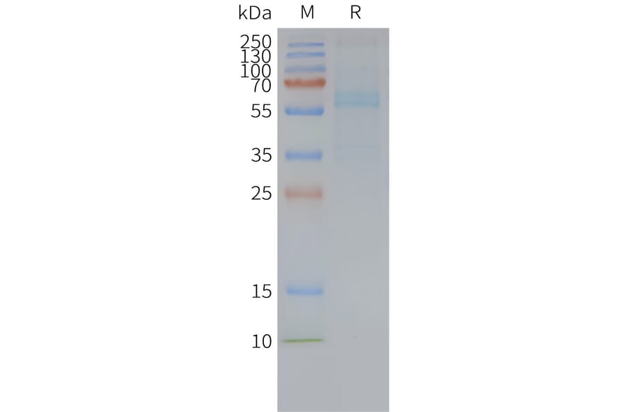 SDS-PAGE - Synthetic Nanodisc Human Frizzled 7 Protein (A317320) - Antibodies.com
