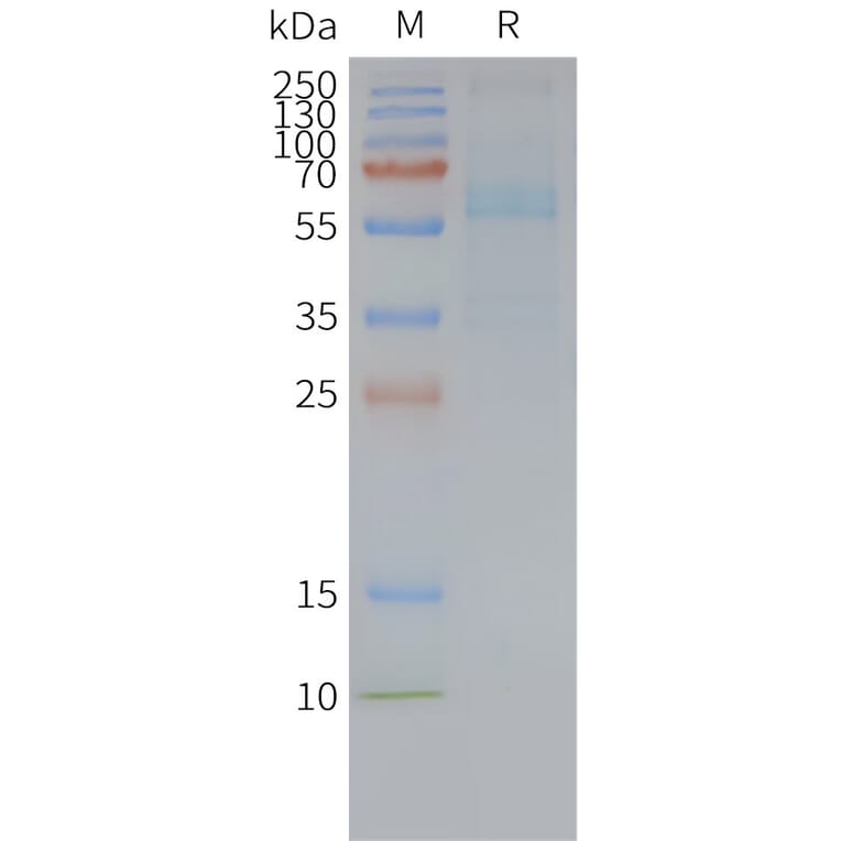 SDS-PAGE - Synthetic Nanodisc Human Frizzled 7 Protein (A317320) - Antibodies.com