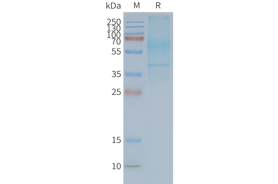 SDS-PAGE - Synthetic Nanodisc Human GPCR GPR20 Protein (A317321) - Antibodies.com