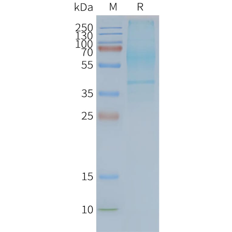 SDS-PAGE - Synthetic Nanodisc Human GPCR GPR20 Protein (A317321) - Antibodies.com