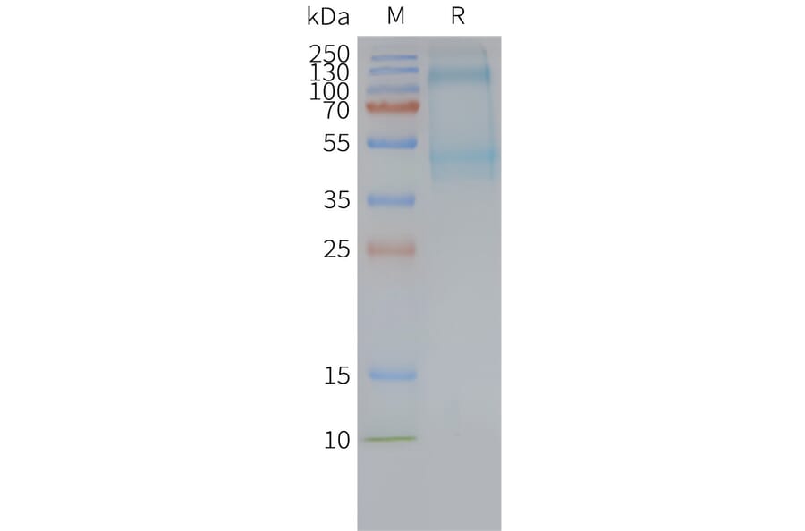 SDS-PAGE - Synthetic Nanodisc Human GPCR GPR64 Protein (A317322) - Antibodies.com