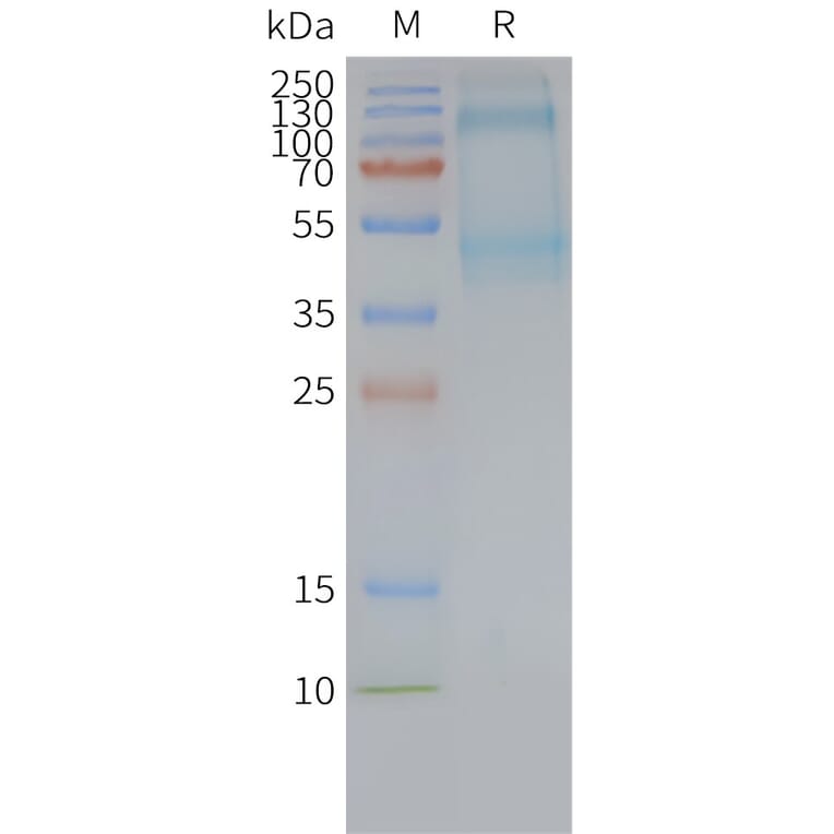 SDS-PAGE - Synthetic Nanodisc Human GPCR GPR64 Protein (A317322) - Antibodies.com