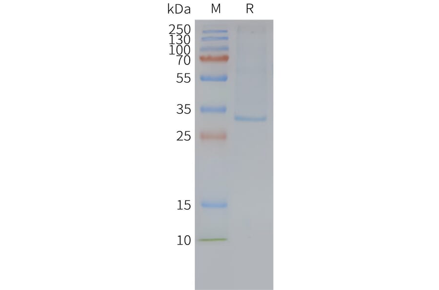 SDS-PAGE - Synthetic Nanodisc Human GPCR MRGX2 Protein (A317323) - Antibodies.com