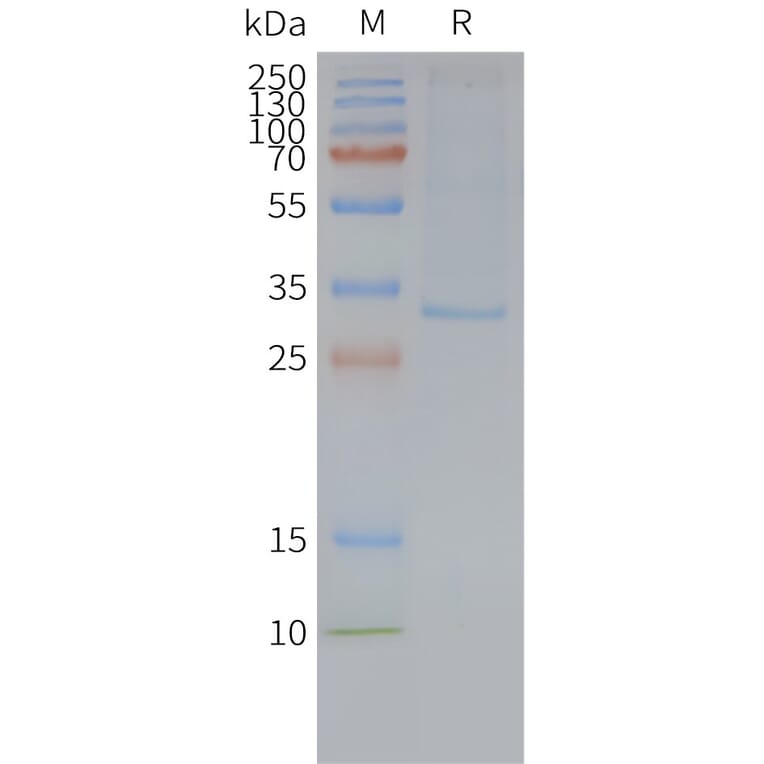 SDS-PAGE - Synthetic Nanodisc Human GPCR MRGX2 Protein (A317323) - Antibodies.com