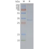 SDS-PAGE - Synthetic Nanodisc Human GPCR MRGX2 Protein (A317323) - Antibodies.com