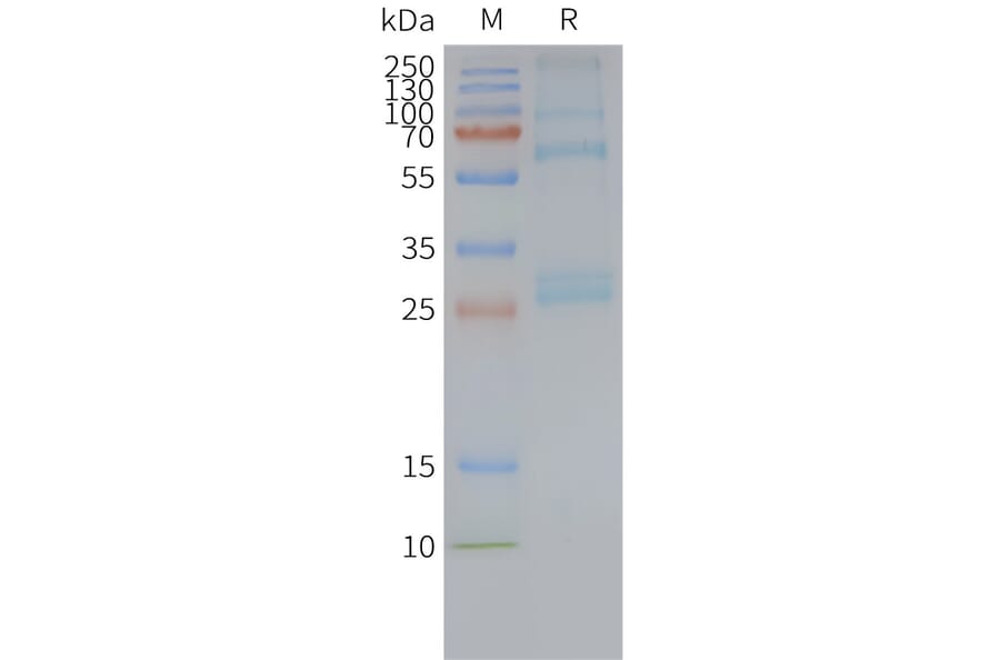 SDS-PAGE - Synthetic Nanodisc Human GPR56 Protein (A317324) - Antibodies.com