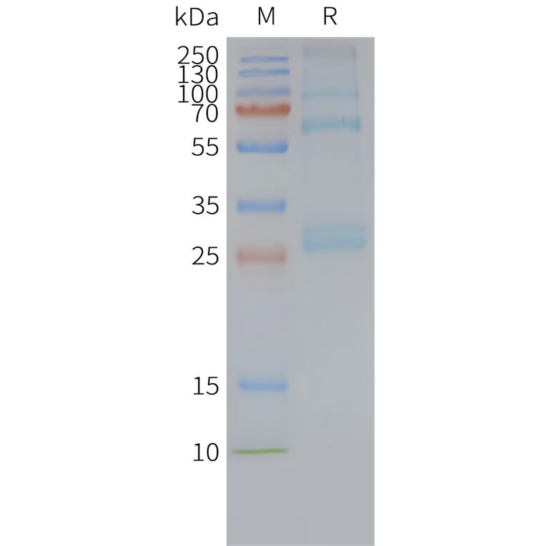 SDS-PAGE - Synthetic Nanodisc Human GPR56 Protein (A317324) - Antibodies.com