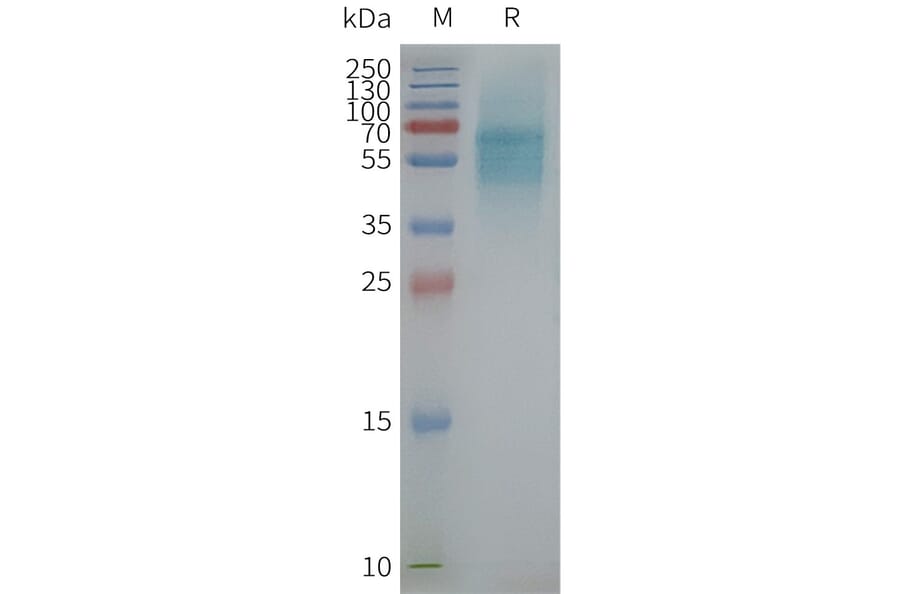 SDS-PAGE - Synthetic Nanodisc Human PK-R1 Protein (A317326) - Antibodies.com