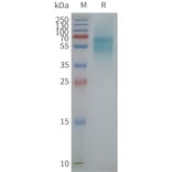 SDS-PAGE - Synthetic Nanodisc Human PK-R1 Protein (A317326) - Antibodies.com