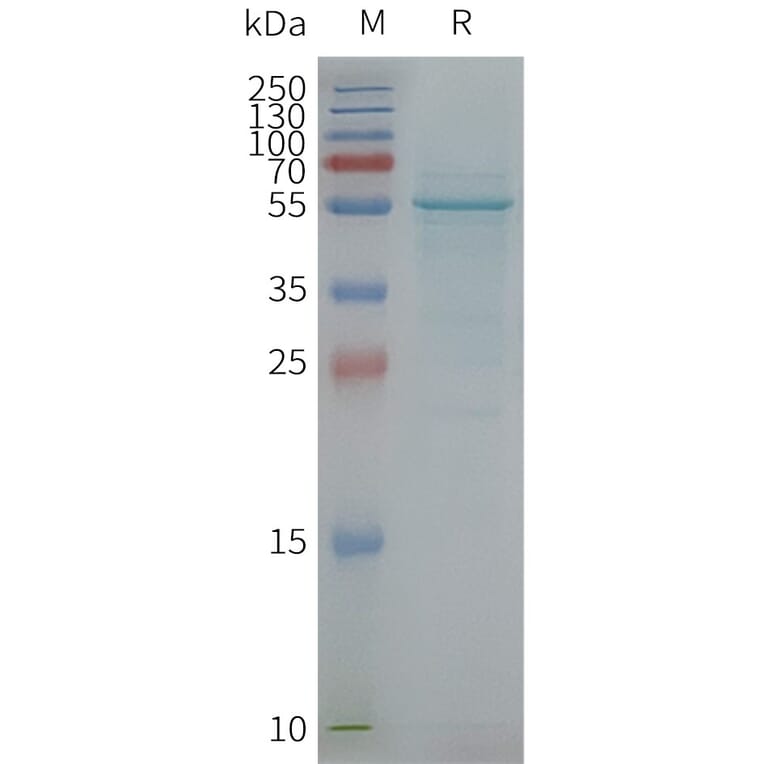 SDS-PAGE - Synthetic Nanodisc Human TMCC3 Protein (A317327) - Antibodies.com