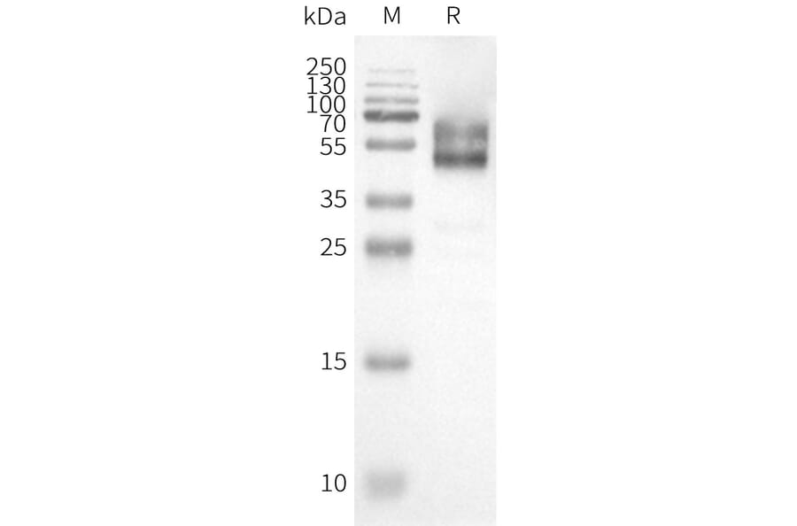 Western Blot - Synthetic Nanodisc Human Orexin Receptor 1/Ox-1-R Protein (A317328) - Antibodies.com