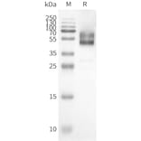 Western Blot - Synthetic Nanodisc Human Orexin Receptor 1/Ox-1-R Protein (A317328) - Antibodies.com