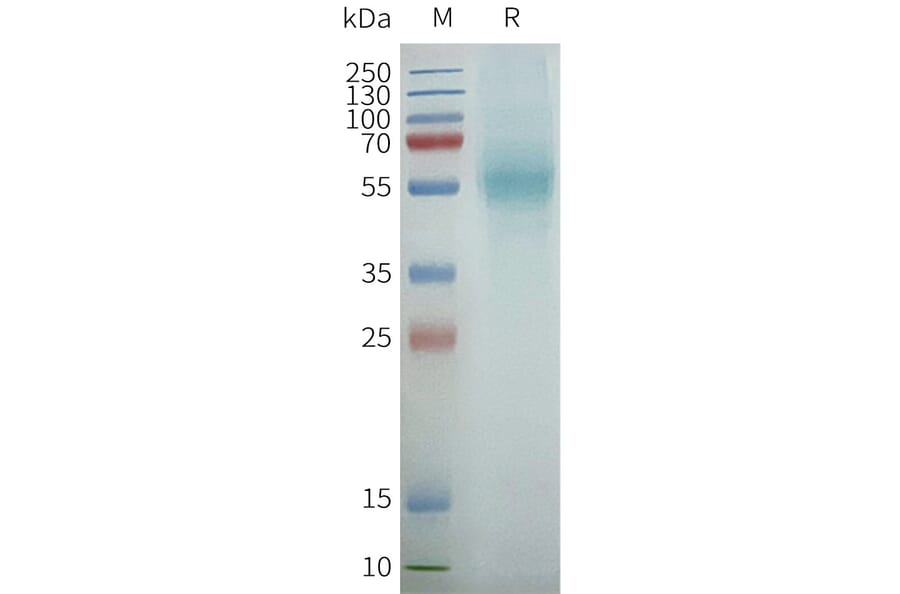 SDS-PAGE - Synthetic Nanodisc Human PGE2 Receptor EP4 Subtype Protein (A317330) - Antibodies.com