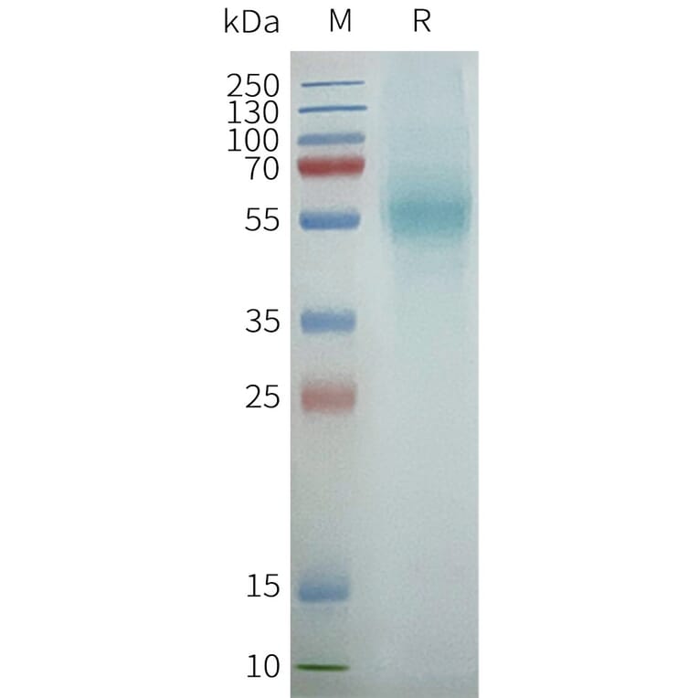SDS-PAGE - Synthetic Nanodisc Human PGE2 Receptor EP4 Subtype Protein (A317330) - Antibodies.com