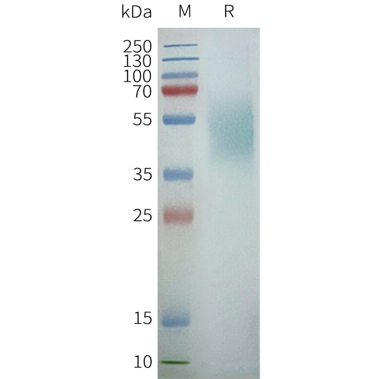 SDS-PAGE - Synthetic Nanodisc Human GPCR RDC1/CXCR-7 Protein (A317332) - Antibodies.com