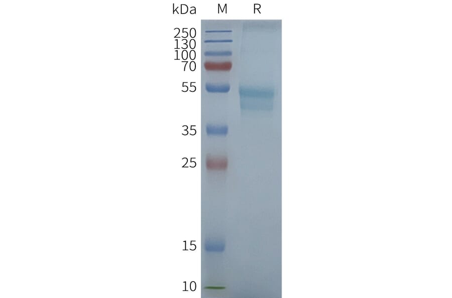 SDS-PAGE - Synthetic Nanodisc Human CCR1 Protein (A317333) - Antibodies.com