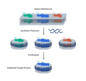 Synthetic Nanodisc Human GnRHR Protein (A317335) - Antibodies.com